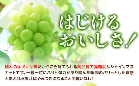 岡山県産 マスカット 1房 (750g以上) 【配送不可地域あり】 《7月上旬-8月末頃に出荷予定(土日祝除く)》 岡山県 矢掛町 果物 フルーツ ぶどう 葡萄 送料無料