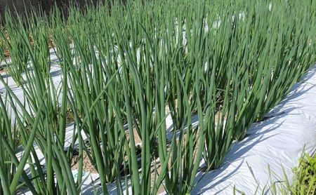 【4か月定期便】生産農家直送 京野菜・九条ねぎ1kg〈ねぎ 野菜 京都