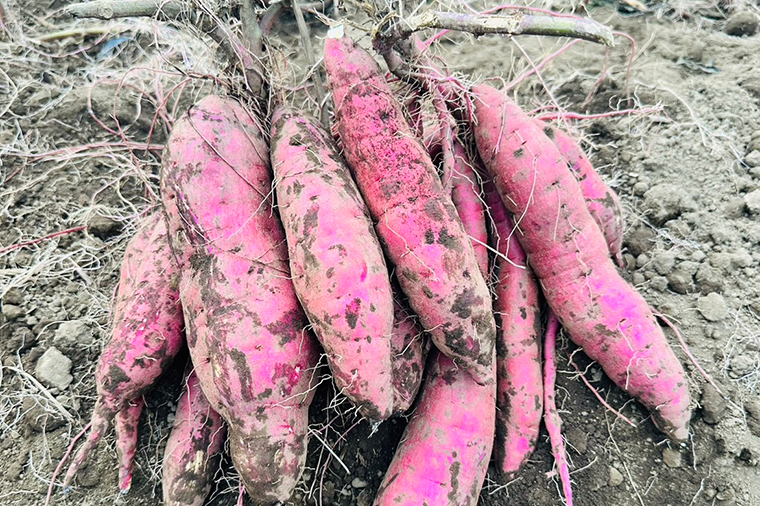【2025年11月より順次発送】【数量限定】訳アリ 茨城県産金時 約5kg｜金時 さつまいも 芋 サツマイモ 金時 訳あり わけあり 先行予約 茨城県 取手市（AS010）