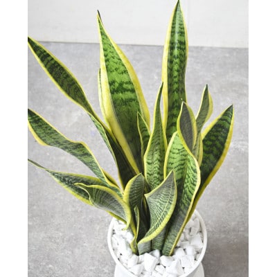 観葉植物 サンスベリア・ローレンティー 7号セラアート鉢 ブラック【配送不可地域：離島・沖縄県】【1707564】