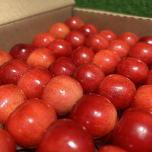 ＜2026年発送分先行予約＞フルーツギフト専門店が選ぶ南アルプスの厳選フルーツ定期便　全5品種（さくらんぼ・桃・貴陽・シャインマスカット・キウイ） ALPAH048