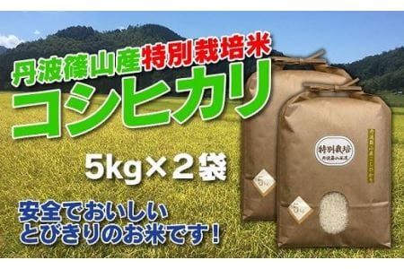 【新米】特A コシヒカリ 令和8年産 特別栽培米 丹波篠山産  5kg×2袋 10kg 小分け こしひかり