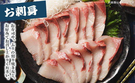 【3回定期便】「勝ブリ」 1匹(5kg～6kg) 【先行申込】 ﾘ ﾌﾞﾘ ﾌﾞﾘ ﾌﾞﾘ ﾌﾞﾘ ﾌﾞﾘ ﾌﾞﾘ ﾌﾞﾘ ﾌﾞﾘ ﾌﾞﾘ ﾌﾞﾘ ﾌﾞﾘ ﾌﾞﾘ ﾌﾞﾘ ﾌﾞﾘ ﾌﾞﾘ ﾌﾞﾘ ﾌﾞ