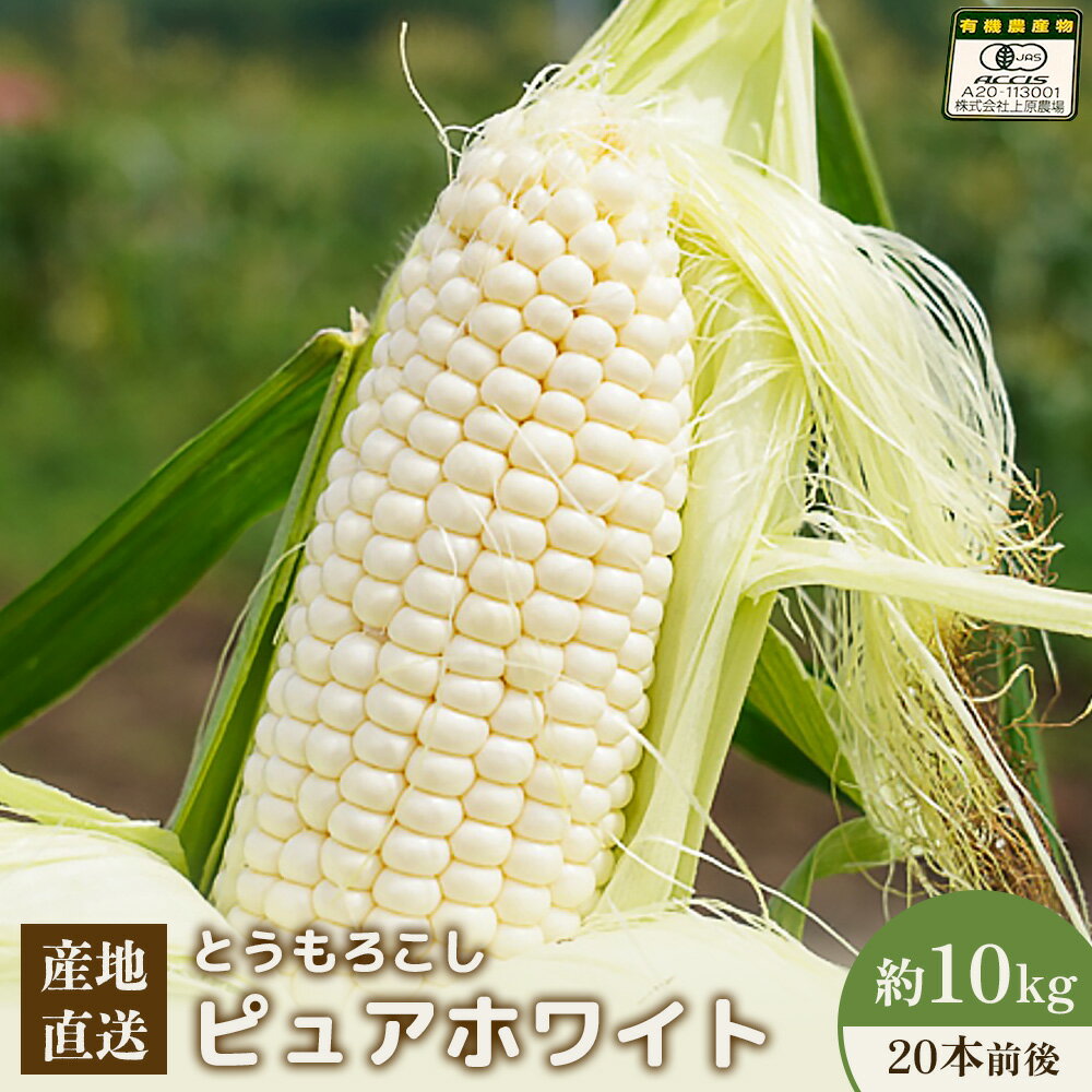 【ふるさと納税】【2026年度発送分】上原農場直送　有機栽培とうもろこし (ピュアホワイト) 約10kg 約20本前後 | 北海道 中標津 とうもろこし とうきび 野菜 夏野菜 夏 産地直送 新鮮 採れたて 朝採れ ワンストップ マイページ 上原農場 中標津町【66017】