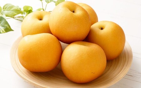 ≪先行受付≫ 福果園の樹上完熟梨 農家直送品種おまかせ（3kg程度）5～9玉 | 福果園 梨 果物 果実 完熟 フルーツ 冷蔵 農家直送 新鮮 品種 おまかせ 豊水 福水 あきづき 甘太 岐阜県 美濃