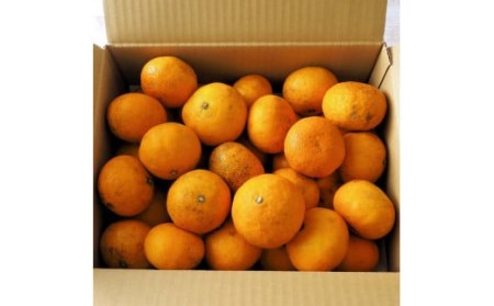 【訳あり】南津海（なつみ）みかん約5kg_2170R