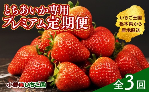 【定期便3ヶ月】とちあいか専用 プレミアム定期便 ｜苺 いちご とちあいか定期便 とちあいか苺 とちあいかイチゴ 3ヶ月定期便 3ヶ月とちあいか 専用とちあいか プレミアムとちあいか 苺定期便 イチゴ定期便 3ヶ月苺 プレミアム苺  定期お届け ストロベリー トチアイカ 3ヶ月 専用 プレミアム とちあいか 毎月お届け  ※2027年1月頃より順次発送予定 ※離島への配送不可