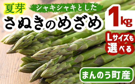 ＜期間限定！2025年6月上旬以降順次発送＞＜Lサイズも選べる＞夏芽！さぬきのめざめ アスパラガス (約1kg) 【man084・man086】【Aglio nero】