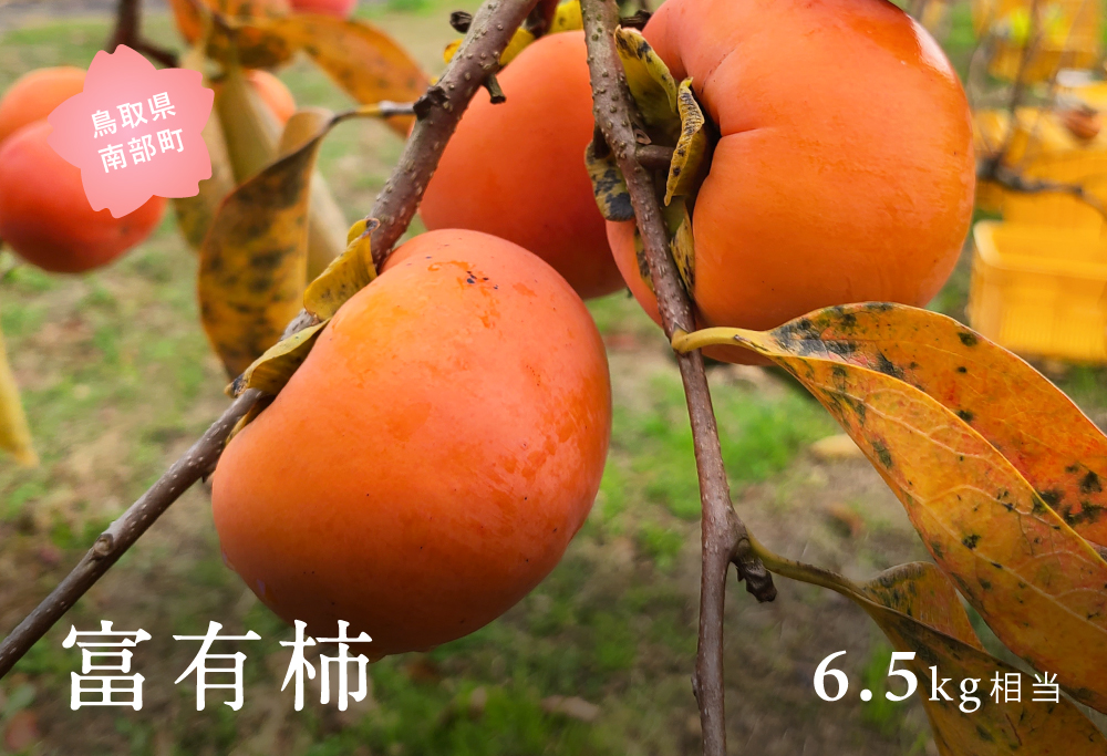 富有柿（6.5kg箱）2026年11月出荷予定＜数量限定＞