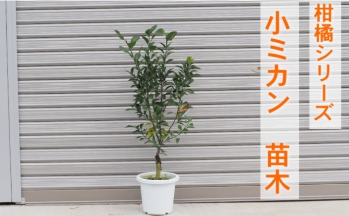 
柑橘苗 小みかん 苗木（実なし）
