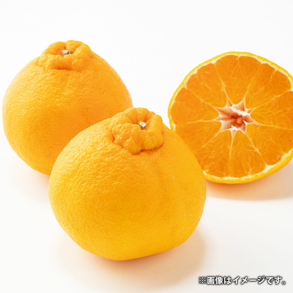 【ふるさと納税】熊本県産 デコポン ハウス栽培 約3kg 約8～10玉 柑橘 みかん ミカン 蜜柑 でこぽん 果物 くだもの 果実 フルーツ 旬 お取り寄せ ギフト 国産 九州 熊本県 常温 送料無料 【2026年1月下旬発送開始】