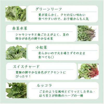 ふるさと納税 吉岡町 品種おまかせ!LED菜園野菜ミックス 500g×1パック |  | 03