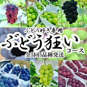 ＜2026年発送先行予約＞山梨県南アルプス産 ぶどう狂い 【シャインマスカットを含む旬のぶどう５種】旬を迎えた順から発送 【定期便 約1ｋｇ 全5回】 ALPAH018