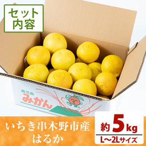 【先行予約】＼数量・期間限定／池之上果樹園 の はるか（みかん）5㎏箱バラ詰め満杯～2026年1月上旬頃より順次発送予定！～ 果樹【A-1813H】
