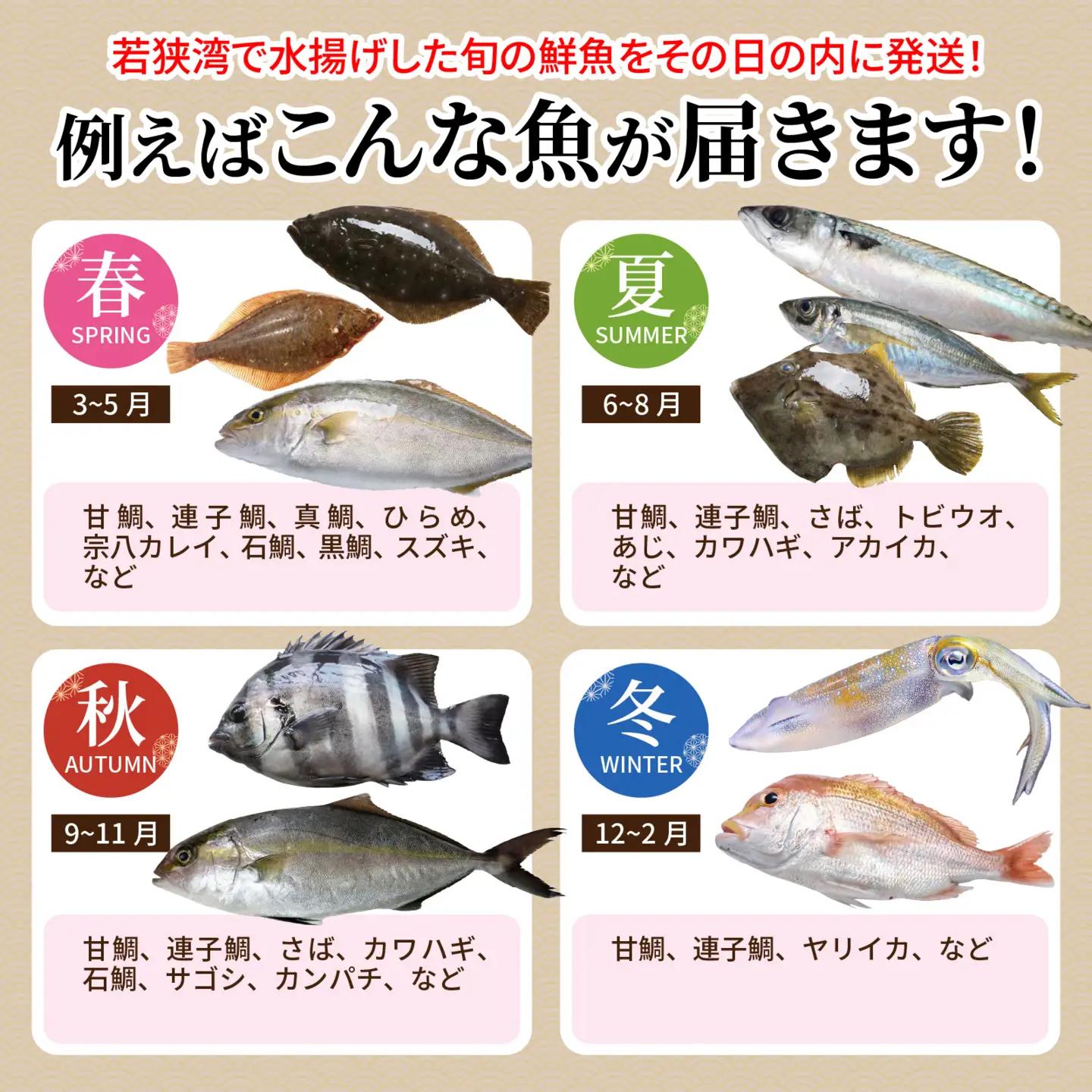若狭湾鮮魚セット（下処理あり）おまかせ3kg以上（3～6魚種）【10月配送】  