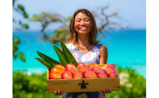 DC007　《先行予約》2025年発送【ブルータートルファーム】宮古島完熟マンゴー 【贈答】（１kg）