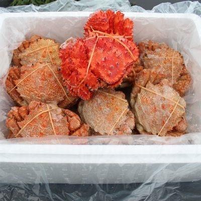 ふるさと納税 根室市 【北海道根室産】クリガニ12〜14尾(2.5kg前後)、花咲ガニ A-57044 |  | 01