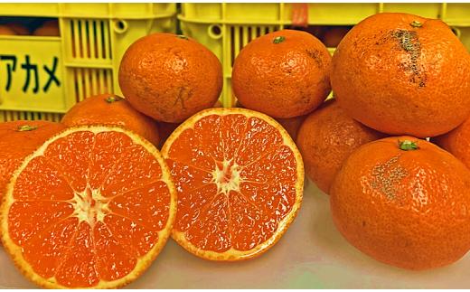 
            【2025年12月上旬～発送】 訳あり アカメの国農園特選みかん 5㎏ / みかん ミカン 柑橘 フルーツ 果物 ワケあり 訳あり 家庭用 詰め合わせ 甘味 酸味 甘い mikan 産地直送 農家直送 数量限定 国産 先行予約 ご家庭用 ミカン ご当地 お返し ミカン 贈り物 人気 贈答用 みかん / 安芸市 / アカメの国農園 [AA005]
          