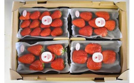 宮田村産　ウエストファームのいちご　紅ほっぺ　約240g×4パック [ いちご ]