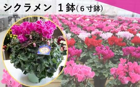 シクラメン 1鉢（ 6寸鉢 ）クリスマス 冬の花 鉢植え 6寸 1鉢 高品質 国内産 国産 花 生花 観賞 プレゼント 贈り物 ギフト 岩手県 北上市 舶来屋 E0312