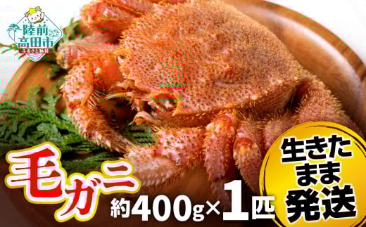 先行予約 【毛ガニ 約400g×1匹】 陸前高田産 毛ガニ 生きたまま発送！ 【 かに カニ 魚介類 旬 鮮度抜群 産地直送 三陸産 】令和7年2月から発送予定