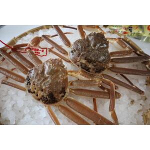 松葉ガニ 鳥取県産 ボイル 500g～700g 1~2人前 訳アリ 松葉がに
