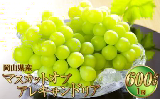 岡山県産 マスカット・オブ・アレキサンドリア 約600g（1房） 果物 フルーツ くだもの ぶどう ブドウ 葡萄 マスカット 冷蔵 国産 奈義町 【2025年6月下旬～7月下旬発送予定】