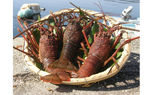 
地物　活き伊勢海老大漁コース　10～12尾（約2800～3000g）　山庄水産／伊勢えび　伊勢志摩
