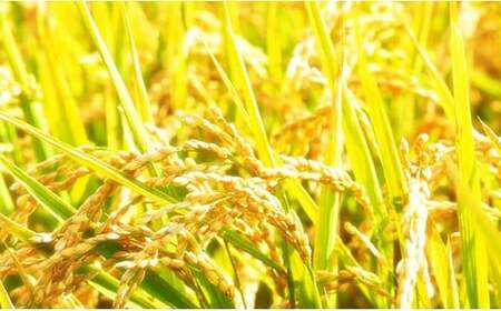 B5-K041新潟県長岡産コシヒカリ「金匠　極」2kg×2袋（計4kg）