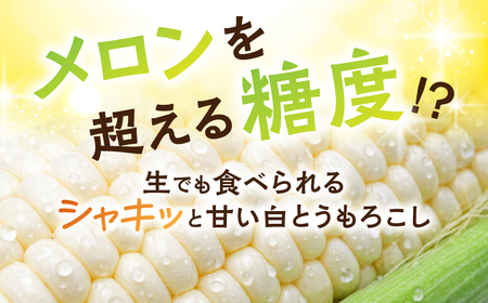 朝採り当日発送！ とうもろこし ホワイト系 5本～6本 (2kg以上) ホワイトコーン 雪の妖精 ピュアホワイト 冷蔵 糖度 フルーツ メロン より 甘い 田原市 トウモロコシ コーン おやつ スイー