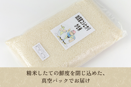【令和5年産米】【無農薬・無化学肥料】新潟産コシヒカリ「かも米」精米5kg 白米真空パック 従来品種コシヒカリ 加茂市 織原農園