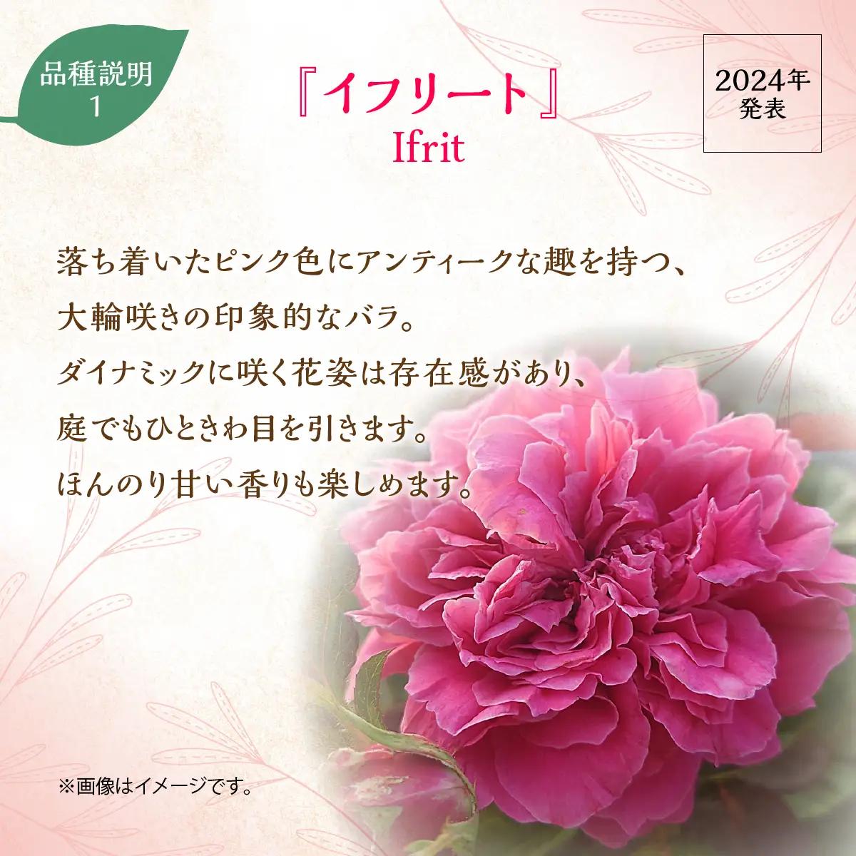 【Apple Roses】バラ苗『イフリート』新苗育成苗6号ポット植え  HNNH041
