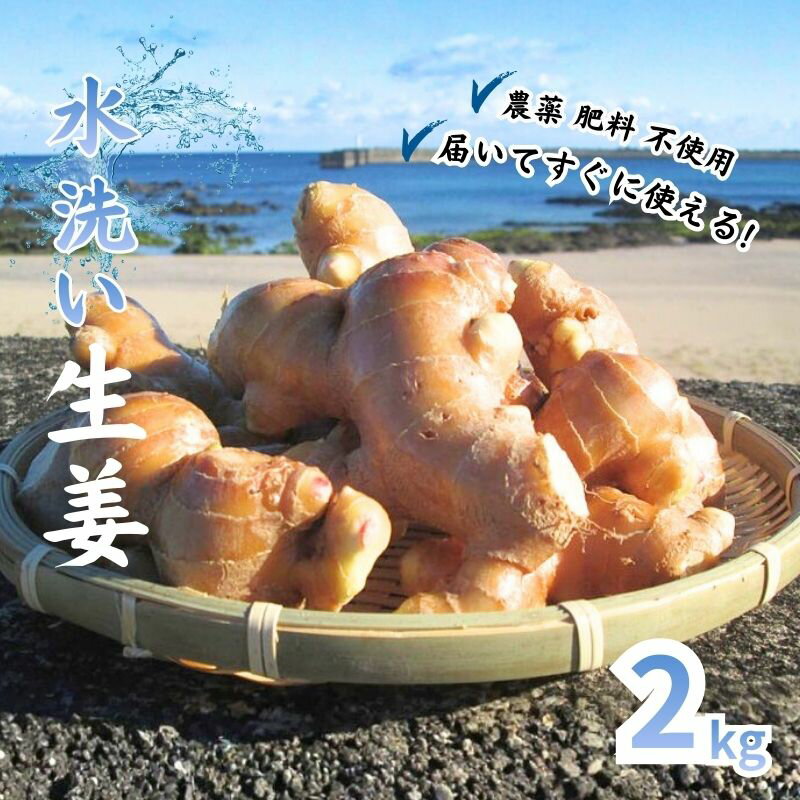 【ふるさと納税】 自然 の力だけで育てた こだわり 農法の 生姜 ( 水洗い 2kg ) 高知県黒潮町 産 しょうが 高知 野菜 やさい 薬味 やくみ 生姜焼き 料理 ジンジャー 炒め物 高知県 黒潮町