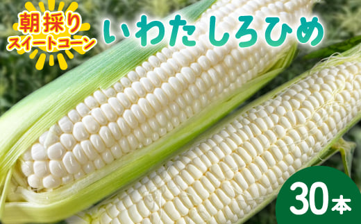
                  ＜2026年6月～7月順次発送＞とうもろこし ホワイト 30本 A品 朝採りスイートコーン 雪の妖精【1713808】
                