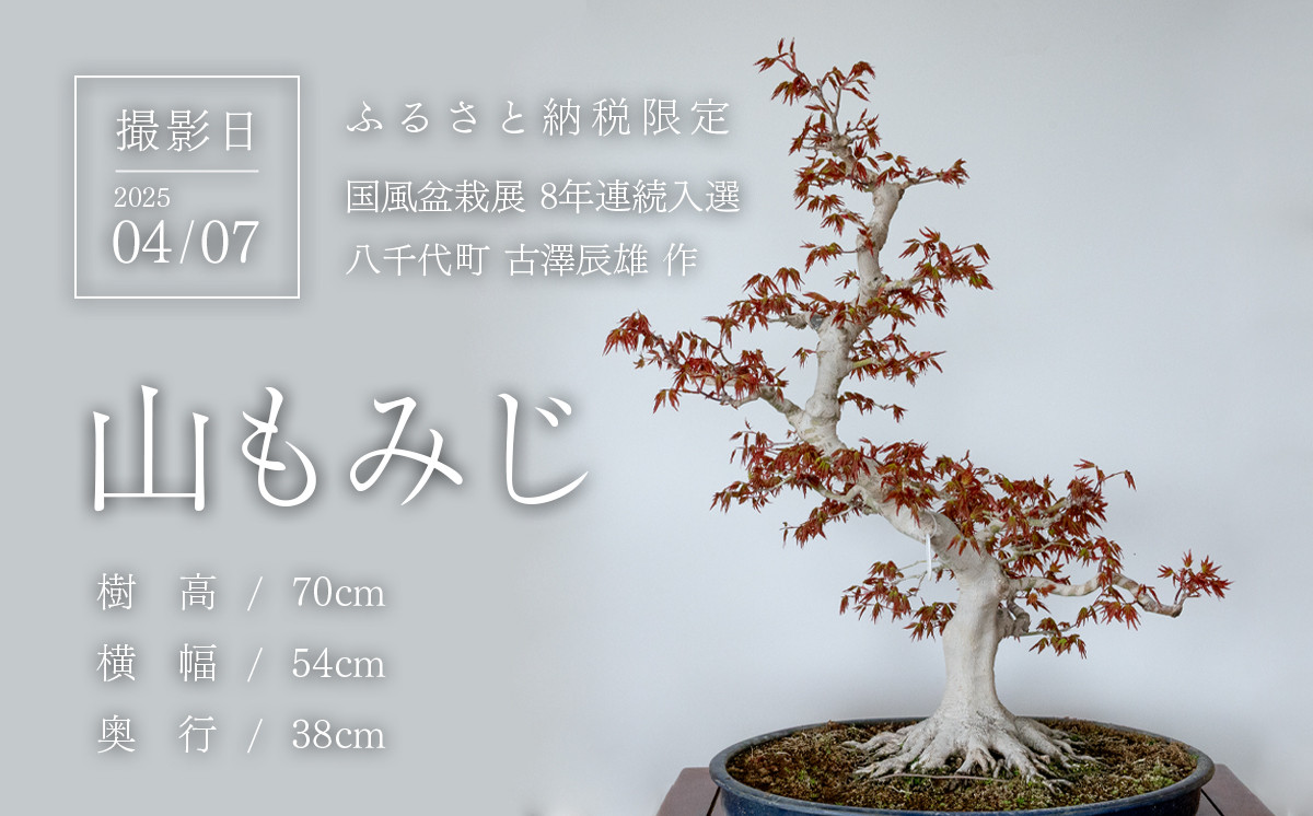 春の芽吹きを迎えた盆栽を撮影
(撮影日：2025/04/07)