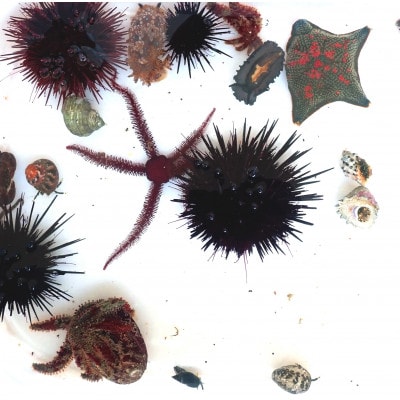 「海のミュージアム 磯の生物観察会・海の自然実感教室」参加費2000円分クーポン【1697094】