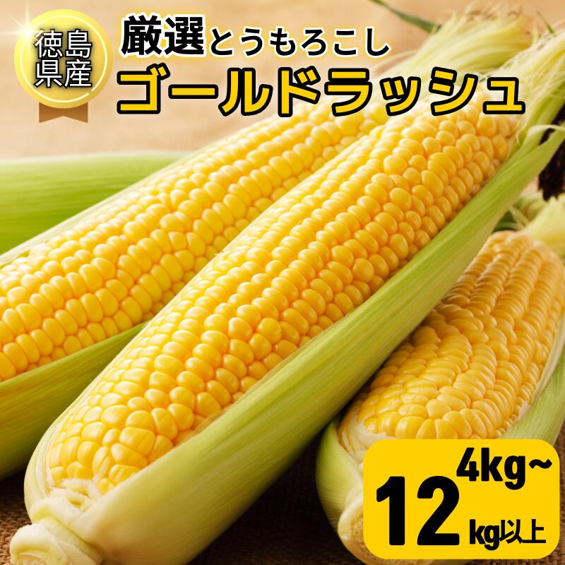 【ふるさと納税】 とうもろこし ゴールドラッシュ 4kg～12kg以上 【6月下旬より順次発送】 選べる 容量 厳選 新鮮 甘い 生 国産 野菜 スイートコーン バーベキュー BBQ コーン 旬 徳島県