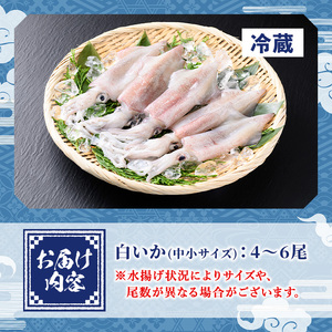 ＜平日着＞＜先行予約受付中！7月～9月上旬配送予定＞＜数量限定＞お刺身用白いか(4～6尾)イカ 魚 魚介 いか 刺身 期間限定 国産 鳥取 冷蔵【sm-AA015-A】【いたくら】
