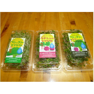【ふるさと納税】ブロッコリースプラウト　40g×10パック【配送不可地域：離島】【1701975】