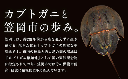 レザー革製 カブトガニ ブローチピン ネイビー 　アクセサリー