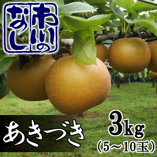 【ふるさと納税】市川の梨　あきづき3キロ（5～10個入り）【12203-0085】