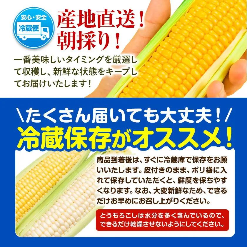【先行予約】とうもろこし スイートコーン 約5本 2kg のざわ農園 《2026年8月上旬-9月中旬頃出荷》