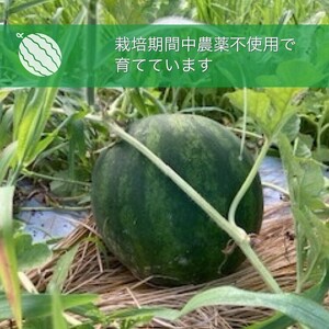 【2024年産 予約】すいか 1玉 京都府・亀岡産 自然栽培のかたもとオーガニックファームよりお届け ※2024年7月末頃～8月頃に順次発送予定 ※離島への発送不可