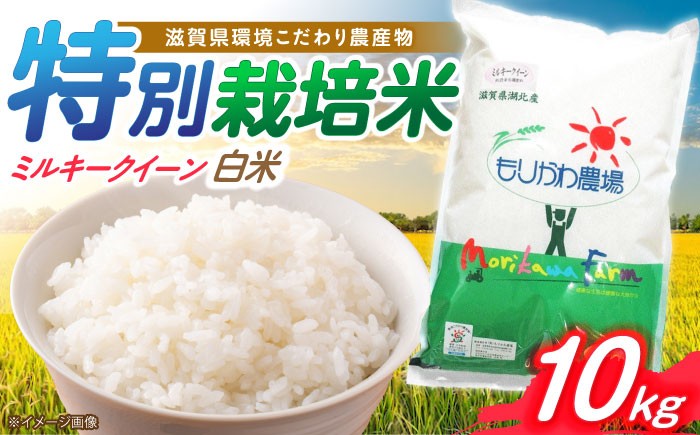 
                  【令和7年産】滋賀県 特別栽培米ミルキークイーン 白米 10kg 滋賀県長浜市/有限会社もりかわ農場 [AQBL020] 米 お米 白米 10kg 米 お米 ご飯 ごはん ゴハン 長浜市産 こめ 白米 精米 お米  食品 国産 炊きたて 米ギフト もちもち ブランド米  食卓 美味しい 産地直送 人気
                