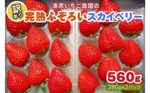 【2月以降発送】訳あり粒不揃い スカイベリー 560g (280g×2P) 澳原いちご農園 | いちご 苺 イチゴ フルーツ 果物 産地直送 栃木県産