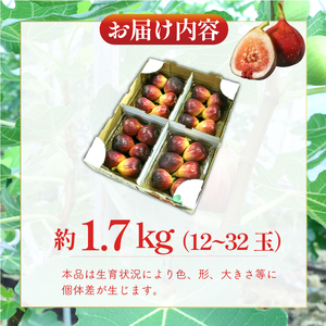 完熟いちじく 約1.7kg(7月下旬発送) いちじく 京都府産