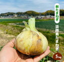 【ふるさと納税】【新たまねぎ】淡路島たまねぎ(5キロ)【発送時期：2025年4月下旬～5月中旬頃】