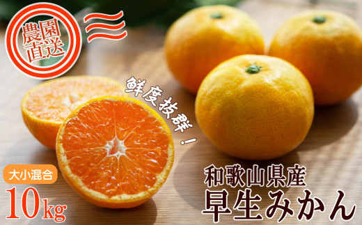 
                  早生みかん 約10kg 大小混合サイズ 《ご家庭用》 ちょっと訳あり 和歌山県産 農園直送 まごころ産直みかん 【北海道・沖縄県・一部離島 配送不可】混合サイズ ミカン 蜜柑 温州みかん わけあり 訳アリ［Mg12］
                