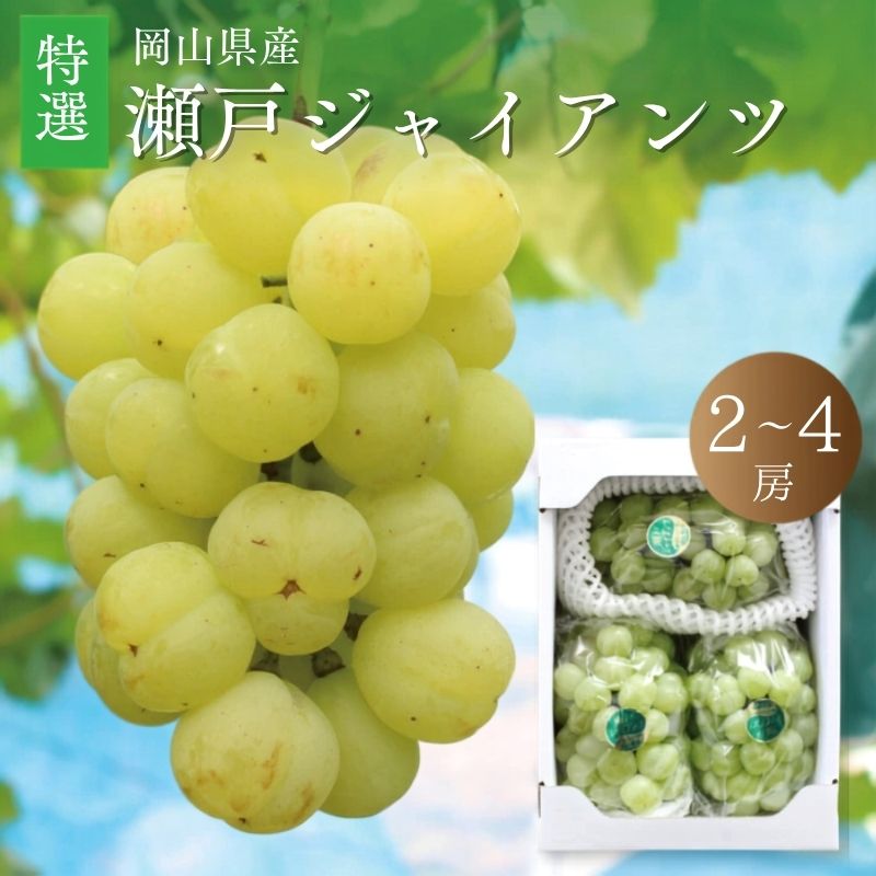 【ふるさと納税】 真庭市産 瀬戸ジャイアンツ 特選〈選べる容量 大房 2房 / 3〜4房 〉【2026年9月中旬以降発送予定】 数量限定 ぶどう 贈答用 葡萄 ブドウ 果物 フルーツ ギフト 産地直送 桃太郎ぶどう 人気 厳選 種なし【配送不可地域：北海道・沖縄県・離島】【seto04】