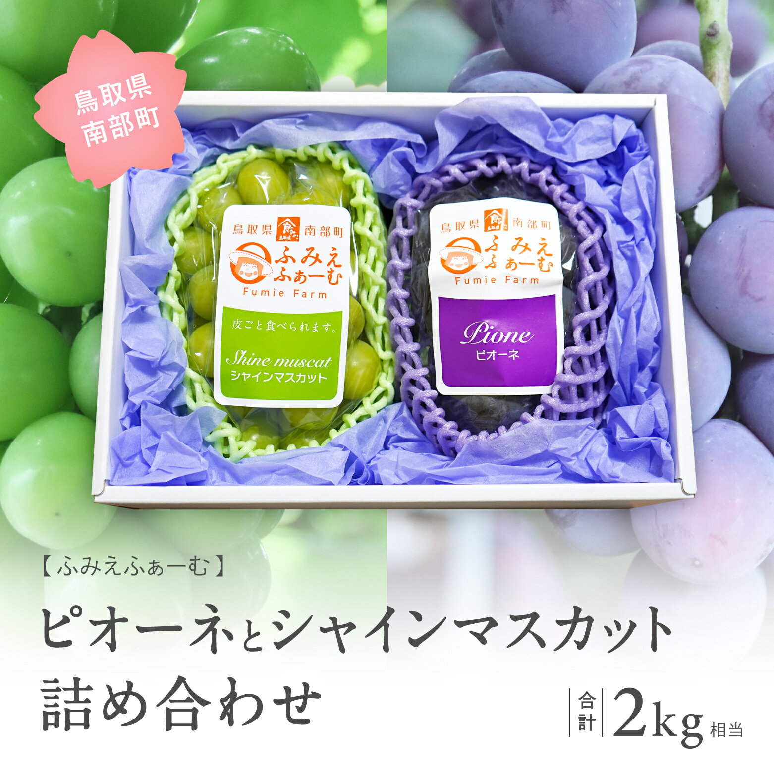 【ふるさと納税】ぶどうの詰め合わせ 約2kg ＜数量限定＞ 9月中旬出荷予定 2026年収穫分（ピオーネ・シャインマスカット） ブドウ ぶどう マスカット 葡萄 フルーツ 鳥取県南部町 【早期予約】
